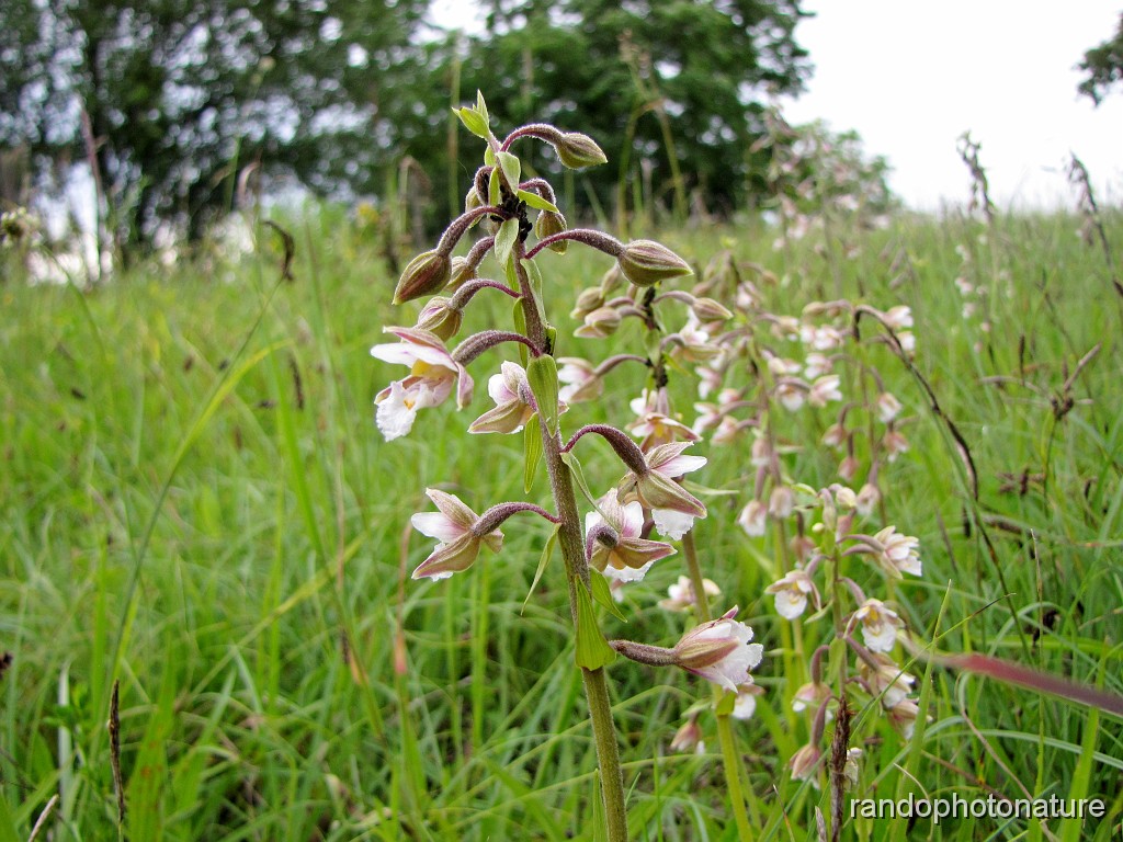 19_Epipactis des marais.JPG - Epipactis des marais
